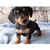 DachshundLover