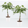 20 &euro; Rabatt auf 2 Gl&uuml;ckskastanien &amp; gratis T&ouml;pfe bei Blumenshop