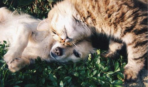 6 conseils pour économiser sur le budget de votre chat ou chien